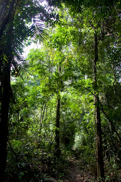 Conservation des forêts