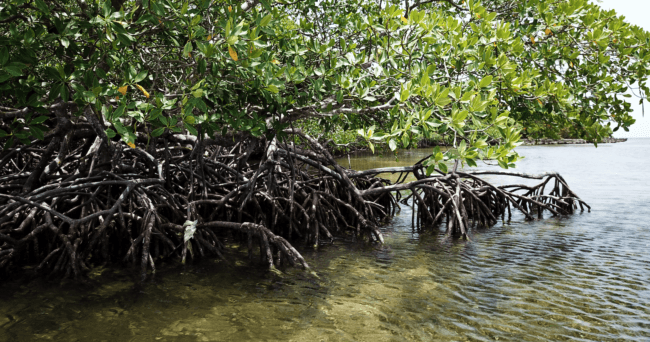 Mangroves Côtières